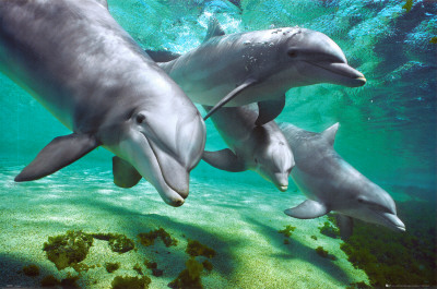 dauphins-et-marsouins.jpg